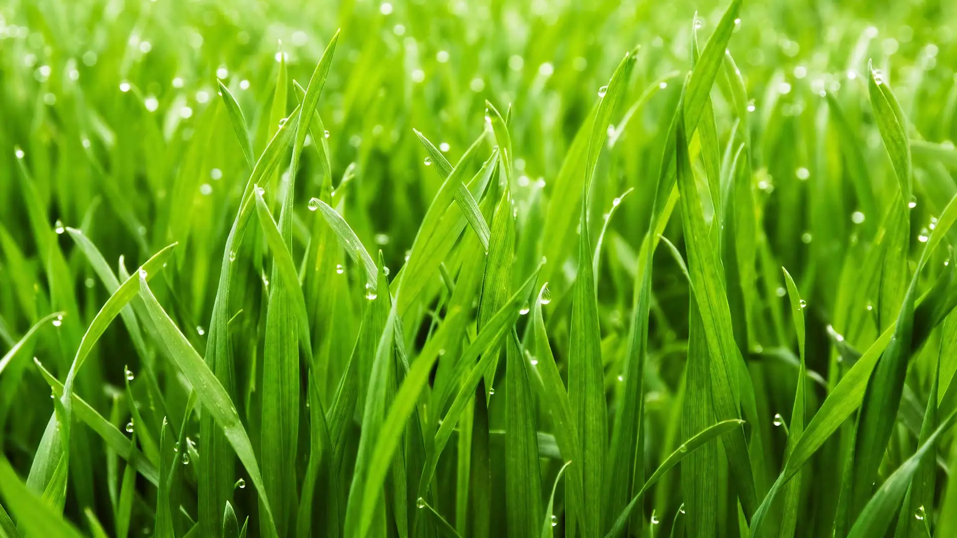 Close up photo of healthy lawn grass in Lunenburg, MA.