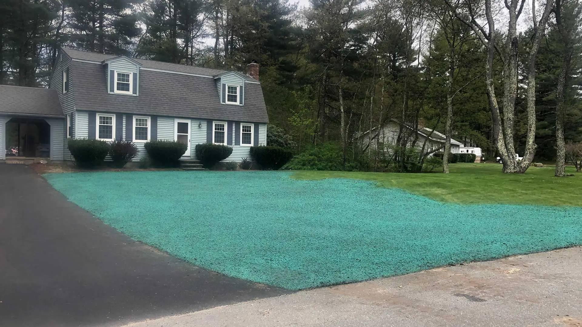 This lawn in Concord, MA has been hydroseeded.