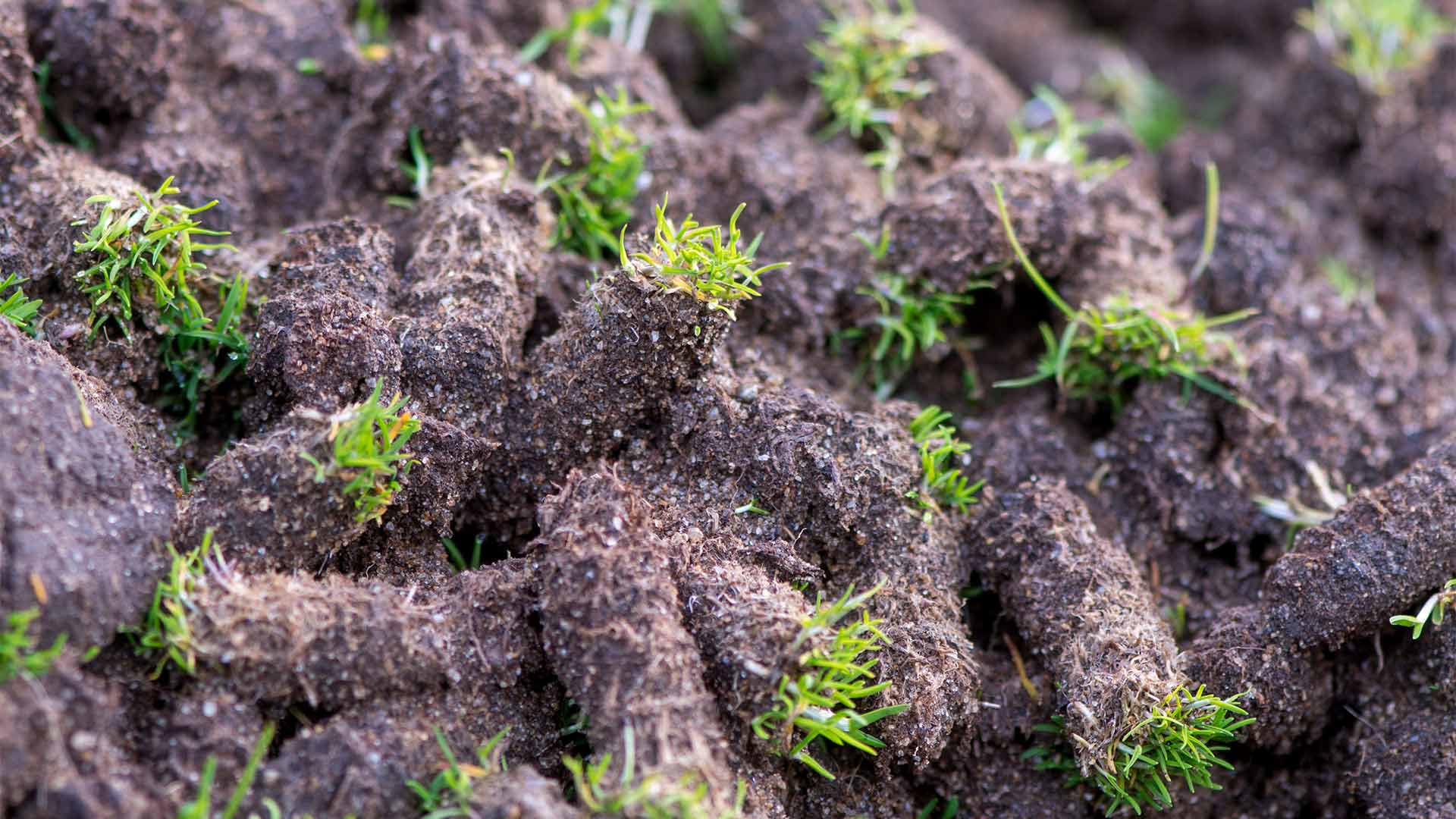 Plugs from core aeration.