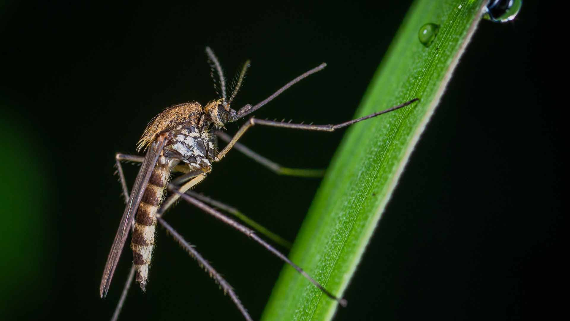We offer mosquito control services to the areas in and around Lunenburg, MA.