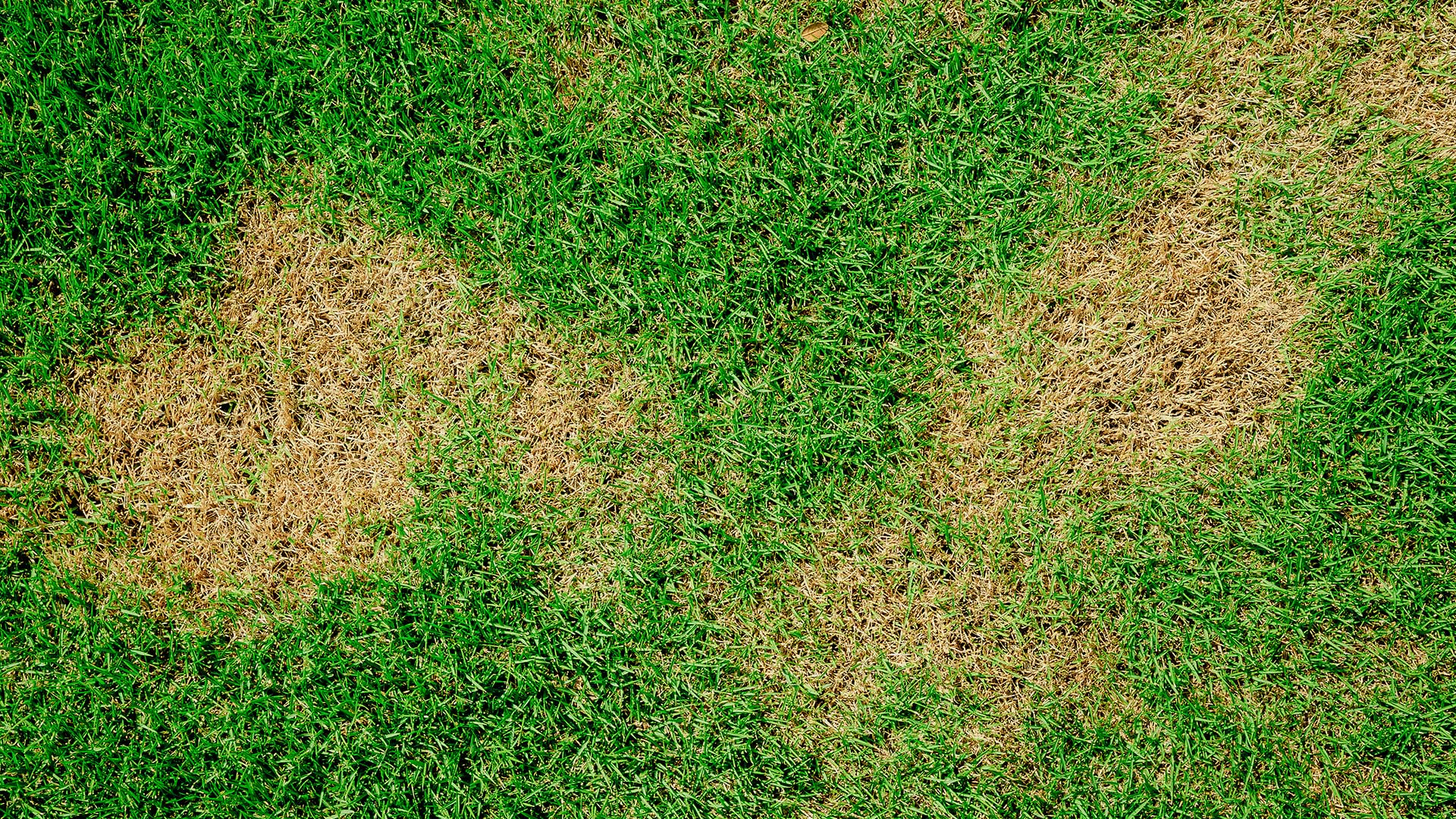 Our lawn disease control services help to prevent brown patch as seen here in a Lunenburg, MA lawn.