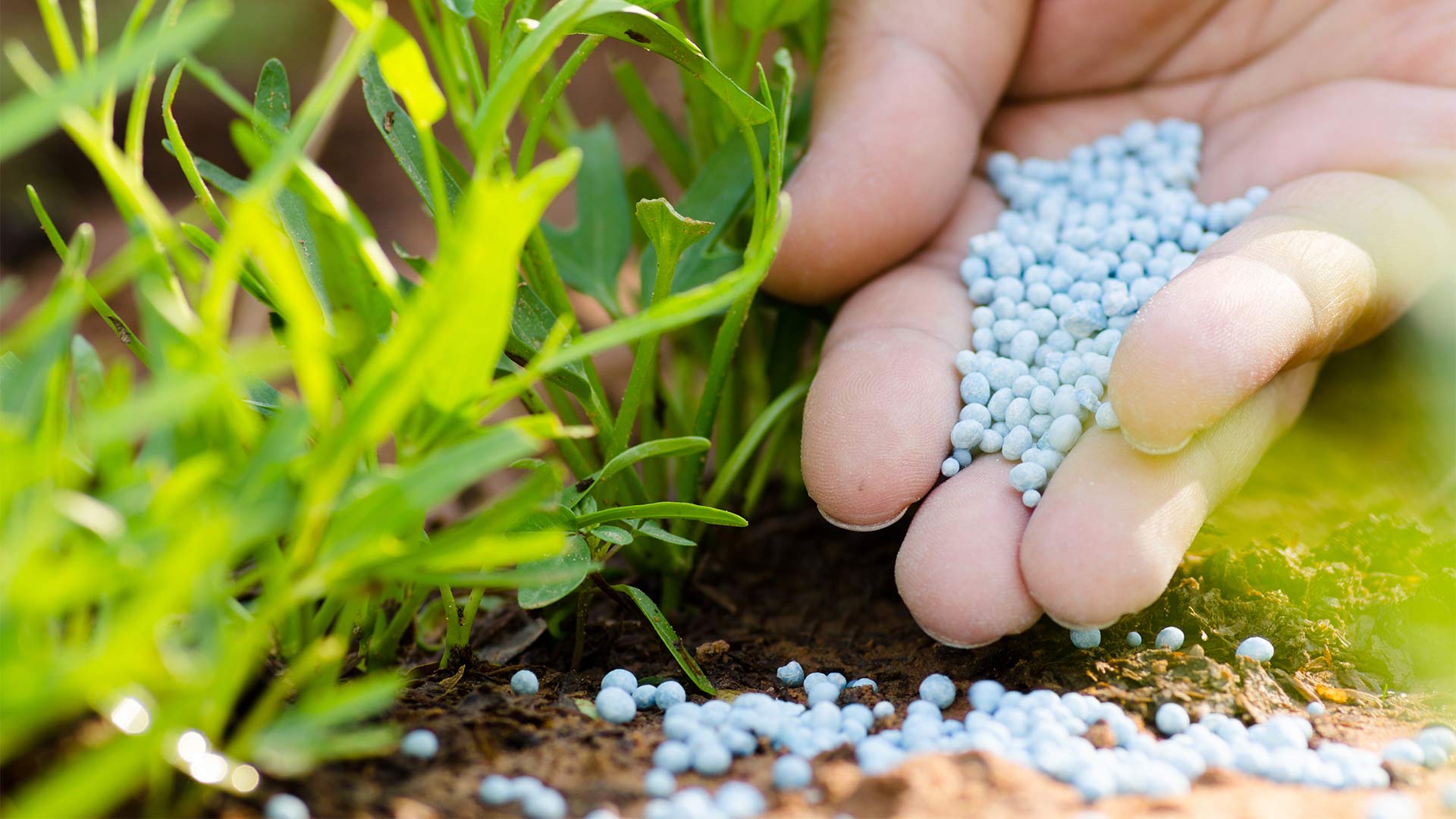 We offer plant health services in Lunenburg, MA.