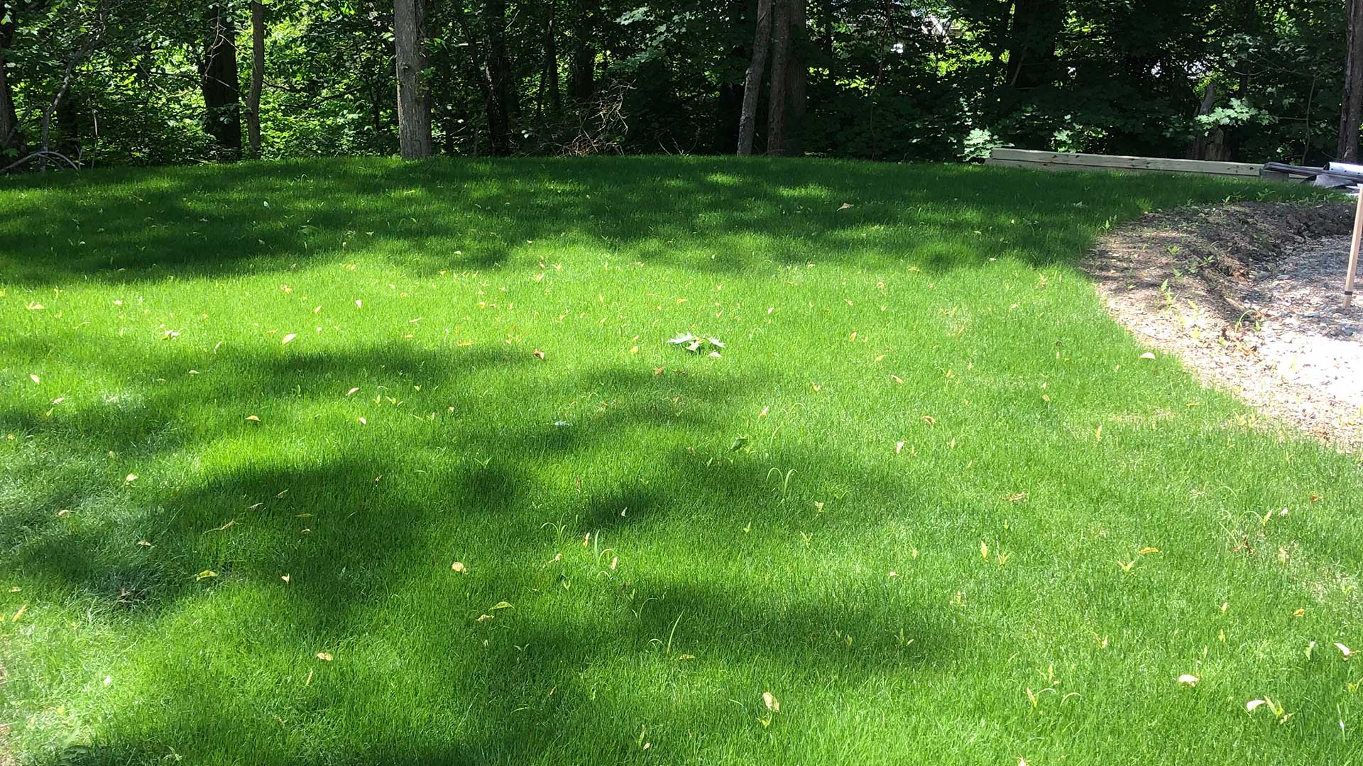 A hydroseeded, fertilized lawn we treated in Concord, MA.