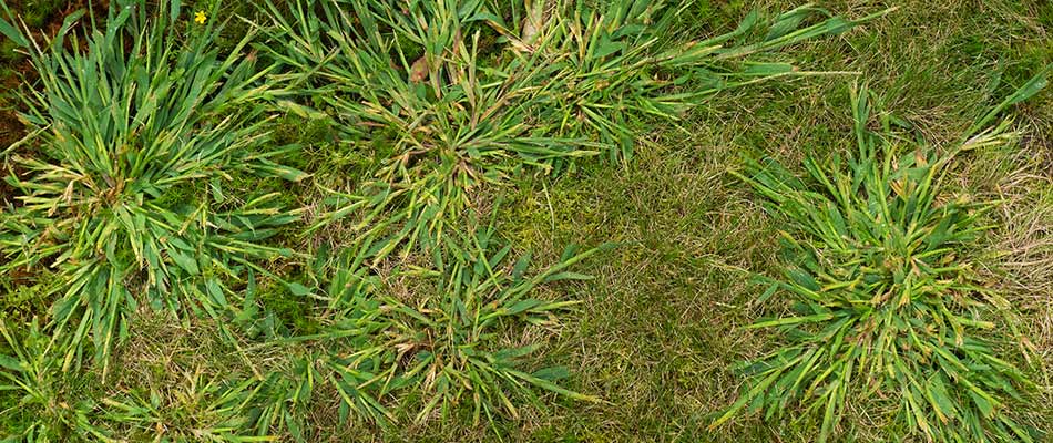 3 Reasons You Need Crabgrass Control for Your Lawn