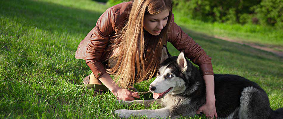 are treated lawns dangerous to dogs