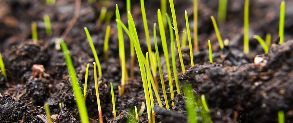 Our company's core aeration services enhance seed germination for this lawn in Concord, MA.