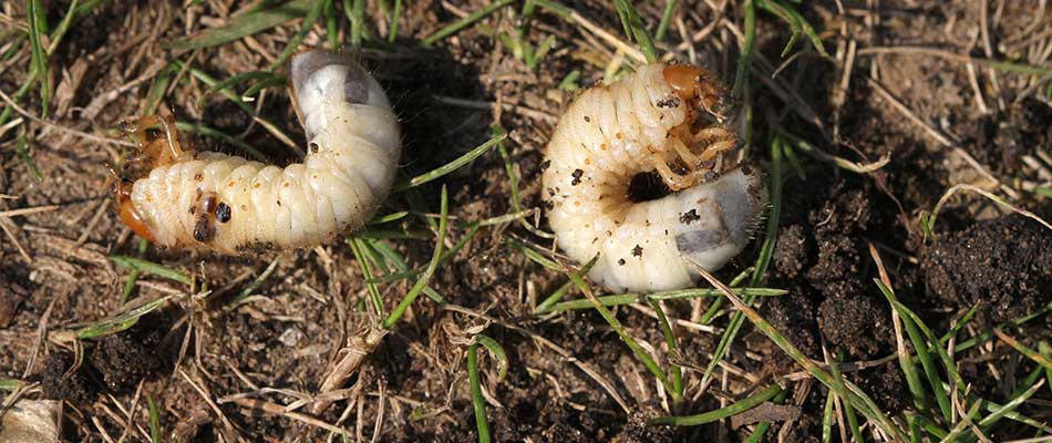 Grubs in the soil of this Leominster, MA yard are quickly taking over.