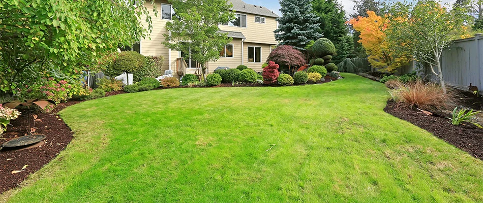 A lawn after our company's core aeration and overseeding services in Leominster, MA.