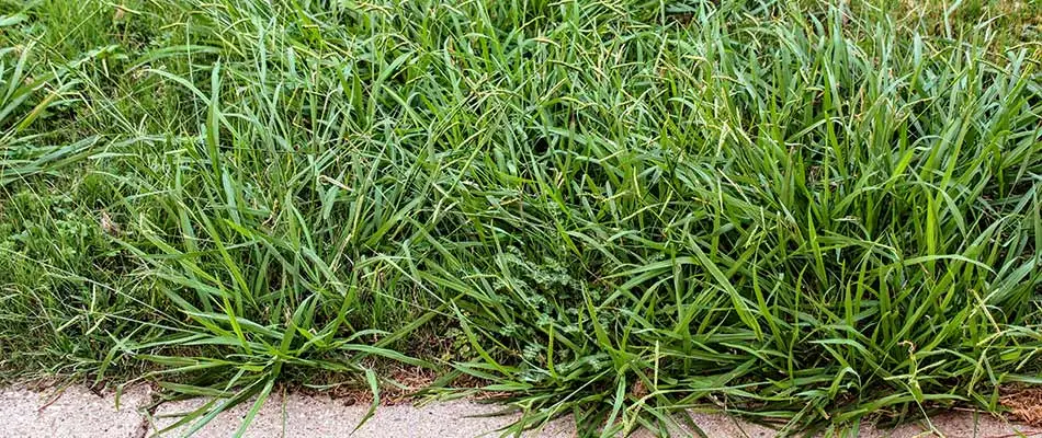 Overgrown crabgrass in a lawn near Lunenburg, MA.