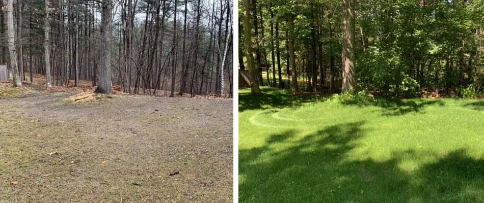 A yard in Leominster, MA before and after slice seeding.