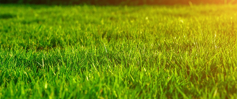 Soil testing helps conserve energy for your lawn in Lunenburg, MA.