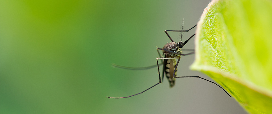 A mosquito on a plant in Leominster, MA.