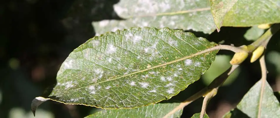 Powdery mildew has taken over this plant in Concord, MA.