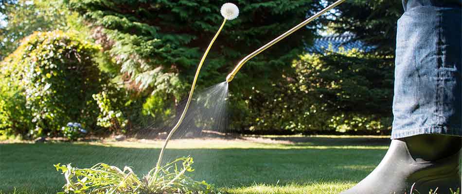 Our weed control services in Concord, MA can get rid of dandelions and other weeds in your lawn.