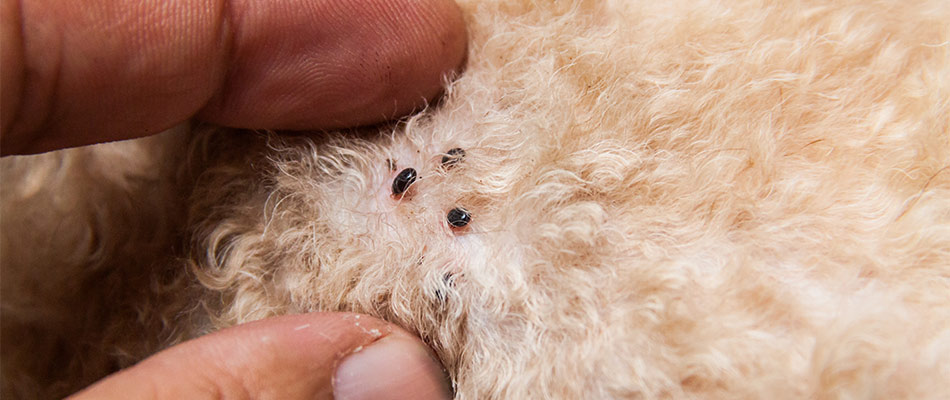 Tiny ticks on an animal's fur in Lunenburg, MA.
