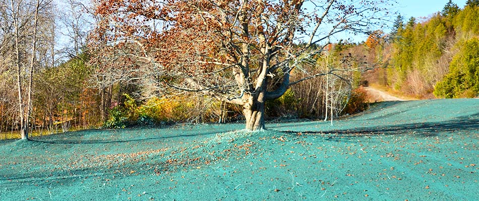 A Leominster, MA lawn covered in hydroseeding slurry.