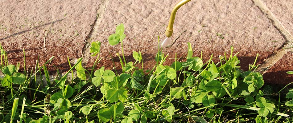 Our weed control services are available for Leominster, MA homes and businesses.