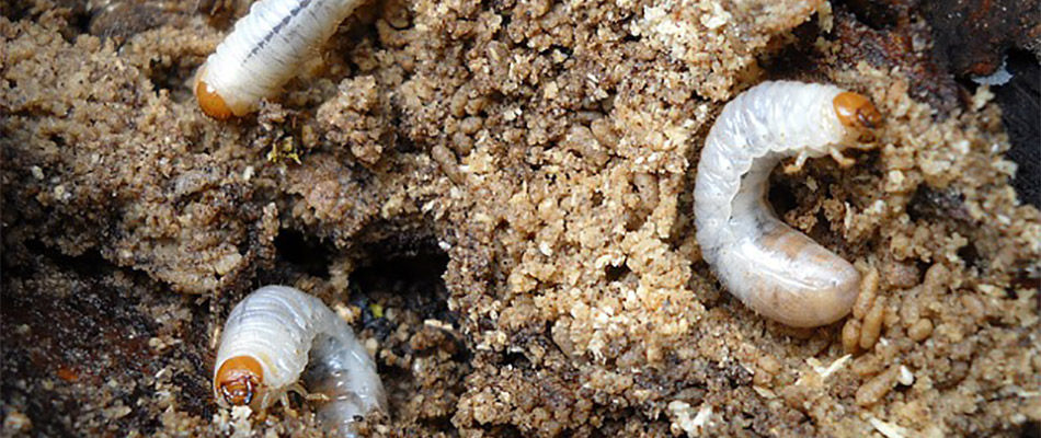 White grubs in the soil of a homeowner's lawn in Lunenburg, MA.